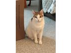 Adopt Milo a Orange or Red (Mostly) Domestic Shorthair / Mixed (short coat) cat