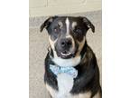 Adopt Oliver a Black Australian Shepherd / Mixed dog in Fishers, IN (36915923)