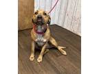 Adopt Sunflower a Tan/Yellow/Fawn - with White Pit Bull Terrier dog in