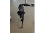 Adopt Homeward Bound a Black - with Tan, Yellow or Fawn Labrador Retriever /