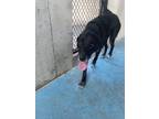 Adopt Sadie a Black Labrador Retriever / Mixed Breed (Medium) / Mixed (short