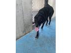 Adopt Sadie a Black Labrador Retriever / Mixed dog in Springfield, MO (39484068)