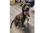 Adopt Angel a Brindle American Pit Bull Terrier / Mixed Breed (Medium) / Mixed