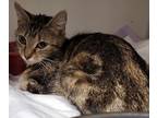 Adopt Sibil a Brown Tabby Domestic Shorthair / Mixed Breed (Medium) / Mixed