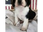 English Springer Spaniel Puppy for sale in Lake City, FL, USA
