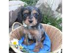 Cavapoo Puppy for sale in Indiana, PA, USA