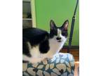 Adopt Busya a Black & White or Tuxedo American Shorthair (short coat) cat in
