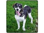 Adopt Grandpa a Black Treeing Walker Coonhound / Bluetick Coonhound / Mixed dog