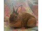 Adopt Brooklyn a American / Mixed (short coat) rabbit in POMONA, NY (41088399)