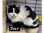 Adopt July a Domestic Mediumhair / Mixed (short coat) cat in POMONA
