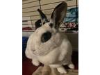 Adopt Elsa a Blanc de Hotot / Mixed (short coat) rabbit in POMONA, NY (41088429)