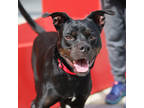 Adopt Roscoe a Black Terrier (Unknown Type, Medium) / Rottweiler / Mixed (short