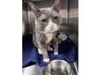 Adopt Jadakiss a Gray or Blue Domestic Shorthair / Domestic Shorthair / Mixed