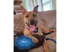 Adopt Maui a Tan/Yellow/Fawn - with Black Black Mouth Cur / Mixed Breed (Medium)