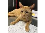 Adopt Polly a Orange or Red Domestic Shorthair / Mixed Breed (Medium) / Mixed