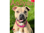 Adopt Aaliyah a Tan/Yellow/Fawn American Pit Bull Terrier / Mixed dog in Grand