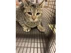 Adopt 55603195 a Gray, Blue or Silver Tabby Domestic Shorthair / Mixed Breed