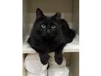 Adopt Mocha a Black (Mostly) Domestic Mediumhair cat in New York, NY (41090947)