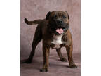 Adopt Kujo a Brindle American Pit Bull Terrier / Mixed Breed (Medium) / Mixed