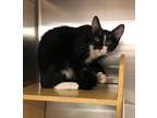 Adopt Dina a Black & White or Tuxedo Domestic Shorthair (short coat) cat in West