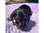 Dachshund Puppy for sale in La Junta, CO, USA