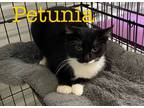 Adopt Petunia a Domestic Shorthair / Mixed (short coat) cat in St.
