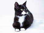 Adopt Nod a All Black Domestic Shorthair / Domestic Shorthair / Mixed cat in