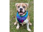 Adopt Broker a Boxer / Mixed dog in Darlington, SC (40463791)