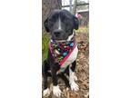 Adopt Hollice a Labrador Retriever / Mixed dog in Darlington, SC (40339343)
