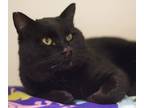Adopt Morgan a All Black Domestic Shorthair (short coat) cat in Great Falls