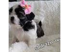 Shih Tzu Puppy for sale in Deltona, FL, USA