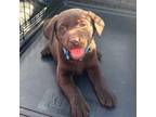 Labrador Retriever Puppy for sale in Haskell, TX, USA