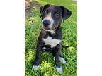 Adopt Brisa a Black - with White Pit Bull Terrier / Labrador Retriever / Mixed