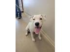 Adopt Loki a White American Pit Bull Terrier / Mixed dog in McCall