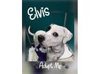 Adopt Elvis a White Terrier (Unknown Type, Medium) / Mixed Breed (Medium) /