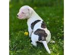 Olde Bulldog Puppy for sale in Minnesota City, MN, USA