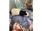 Adopt Ray King a White Guinea Pig / Guinea Pig / Mixed small animal in Norfolk