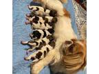 Pekingese Puppy for sale in Newland, NC, USA
