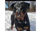 Rottweiler Puppy for sale in Perkiomenville, PA, USA