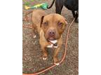 Adopt Kayda 24-D0062 a Brown/Chocolate American Pit Bull Terrier / Mixed dog in