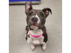 Adopt Livvy a Merle American Staffordshire Terrier / Mixed Breed (Medium) /
