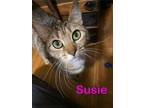 Adopt Susie a Domestic Shorthair / Mixed (short coat) cat in Meriden