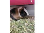 Adopt Luigi-Bonded to Mario (GP) a Guinea Pig small animal in POMONA