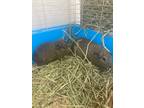 Adopt Chip a Guinea Pig small animal in POMONA, NY (41088368)