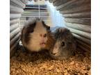 Adopt Cloudy a Guinea Pig small animal in POMONA, NY (41088364)