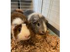 Adopt Spikey a Guinea Pig small animal in POMONA, NY (41088363)