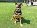 Adopt RUFFLES a Black Rottweiler / Mixed dog in Tustin, CA (41059721)