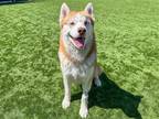 Adopt ROVER a Red/Golden/Orange/Chestnut Siberian Husky / Mixed dog in Tustin