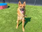 Adopt CODY a Black German Shepherd Dog / Mixed dog in Tustin, CA (40995668)