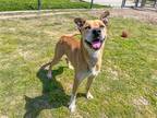Adopt GAVIN a Tan/Yellow/Fawn Labrador Retriever / Pit Bull Terrier / Mixed dog